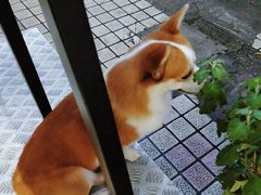 -小梁哥云吞面(黄贝岭店)
