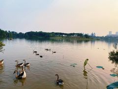 -海珠湖公园