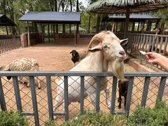 -沈阳森林动物园