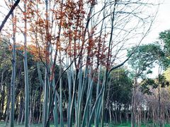 -美兰湖景区