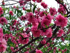 -桃花堤公园