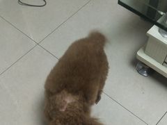 -宠福鑫康馨动物医院·骨科·眼科