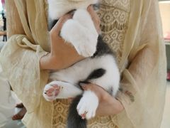 -lincat·猫舍(广州店)