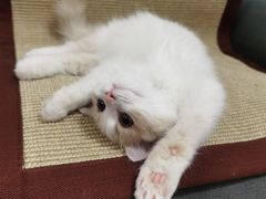 -猫大福·Fortune Cat猫舍(百子湾店)