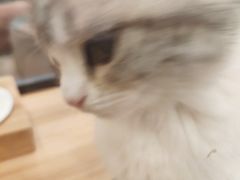 -袖虎·猫馆(体育西路店)