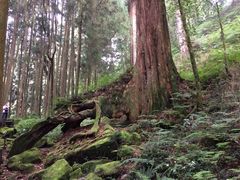 -阿里山神木遗迹