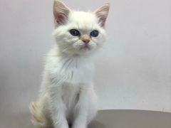 -Heymao猫咖.咖啡厅(东门店)