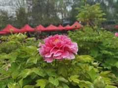 -洛阳市隋唐城遗址植物园