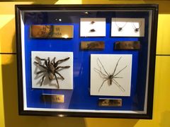 -上海昆虫博物馆