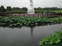 -荷塘月色湿地公园·向阳花洲