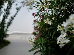 -上海吴淞炮台湾国家湿地公园