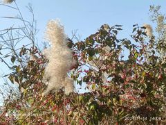 -天津东丽湖风景区