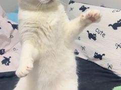 -博特宠物医院24h犬猫全科.骨科·异宠
