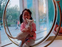-飞行喵MR PILOT|猫舍·猫咖(静安大融城店)