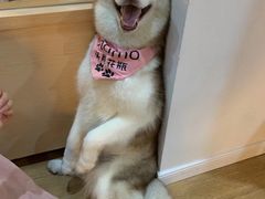 -Husky Go! 哈士奇体验馆·宠物咖啡厅狗咖