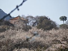 -广州市流溪河国家森林公园