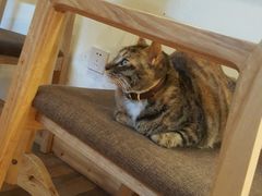 -猫的天空之城概念书店(杭州南宋御街店)