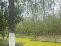 -合肥滨湖国家森林公园