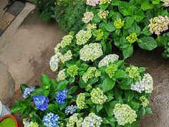 -金陵花卉交易市场