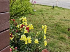 -福田红树林生态公园