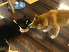-豆柴町-柴犬主题狗咖(红鼎国际C座店)