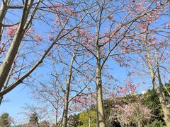 -风云岭森林公园