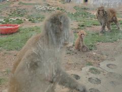 -武汉紫薇都市田园