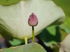 -苏州上方山国家森林公园