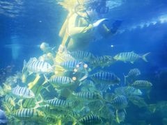 -烟台海昌鲸鲨海洋公园