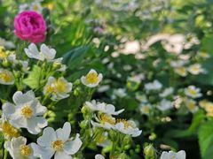 -武清南湖绿博园