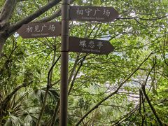 -银湖山郊野公园-相思林
