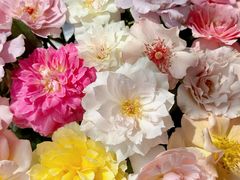 -循礼门鲜花花市(武汉循礼门店)