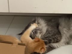 -屋虎猫馆(宝安大仟里店)