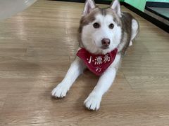 -Husky Go! 哈士奇体验馆·宠物咖啡厅狗咖