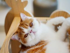 -飞行喵MR PILOT|猫舍·猫咖(静安大融城店)