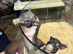 -正佳雨林生态植物园