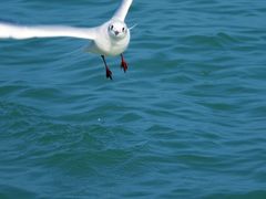 -日照灯塔风景区