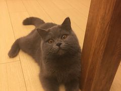 -喵zoo家庭繁育猫舍(尖东智能花园店)