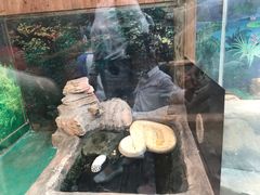 -上海大自然野生昆虫馆(东方明珠·爬宠昆虫探索中心)