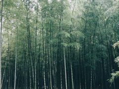 -杭州植物园