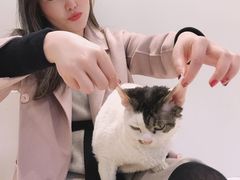 -momokira米努特·德文卷毛猫·棉花面纱犬
