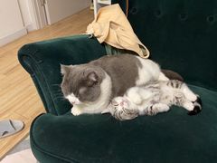 -飞行喵MR PILOT|猫舍·猫咖(静安大融城店)