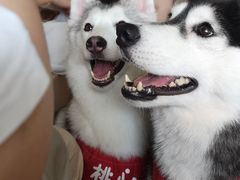 -Husky Go! 哈士奇体验馆·宠物咖啡厅狗咖
