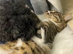 -爱侣宠医·鹦鹉专科·小型哺乳类·异宠专科(灵石路店)