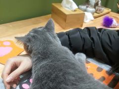 -猫亿天猫咖