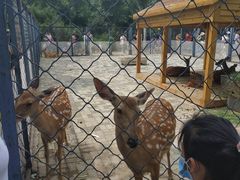 -长白岛森林公园