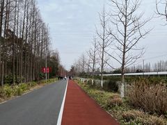 -上海长兴岛郊野公园