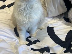-中农大我爱我爱动物医院·核磁CT·猫病·24小时夜诊中心(石佛营店)