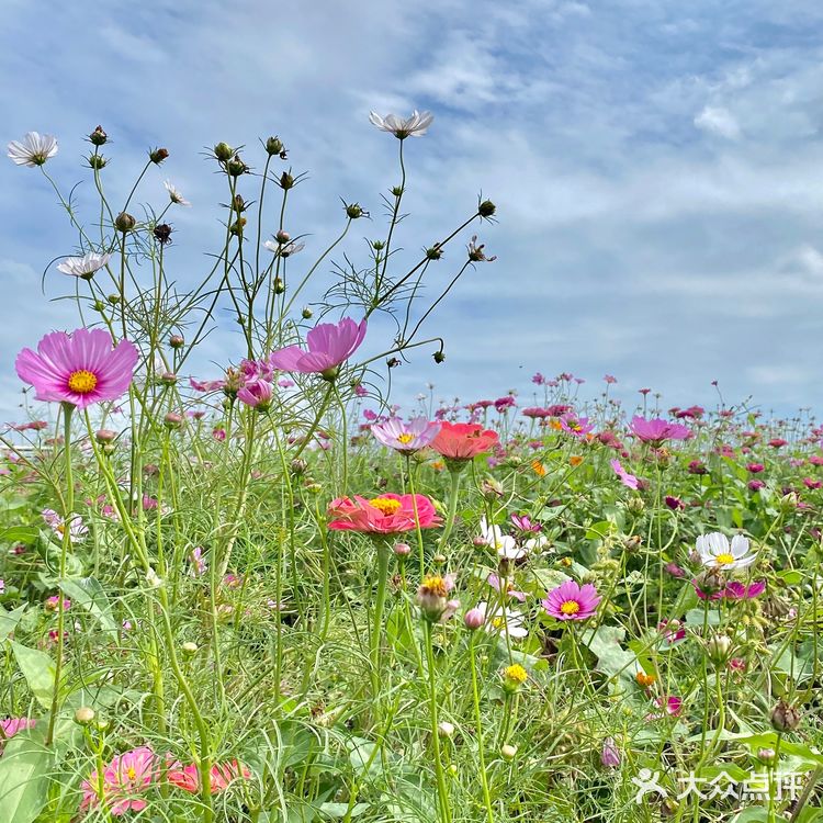 看飞机✈️好去处  拍照真的好好看呀～ 