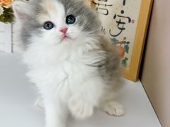 -小猫来了·猫舍(红山六九七九店)
